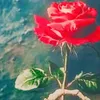 ty7iiii