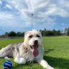 goodboyarchie234