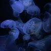 underthesea_ss
