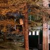 leaves0ntheground