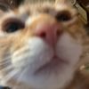 catmaster4679