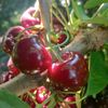 corazn.de.cereza