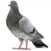 ktotonahyiblat8
