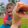 monkey.bon.cute