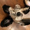 hazelandhergremlin