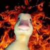 duckkkkkkkkkkkkk6