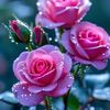 🦋🎀সুহাসিনী 🎀🦋>Å