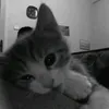 bowf_oonq