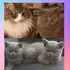 remycharlierubybluebelle