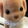 hedgehog_enthusiast