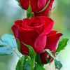 shadi.samejo1