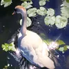 lilypad_peace