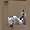 omar_66a6