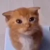 gabsheesh9