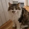hedvigsandrakonto_