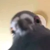 rattatouille_26