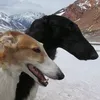 borzoi 🍉