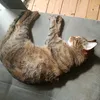 rrrawr3366