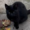 catsindahoodbx