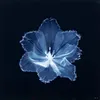 hirlene9