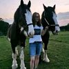 adorablehorsesforadopti1