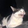 katmansays