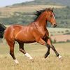 anto81692