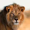 r_leopard_24