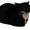 rekqque.eee