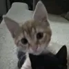 emilyilikecats