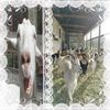 yo_amo_las_cabras