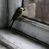 aioofev