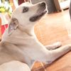 aquiles3241
