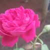 singhanisha2020