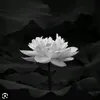 quyen.nguyen753