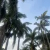 sha_mi03