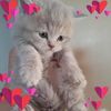 sibel.elik531