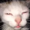 meowmewmew_