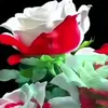 user6122519536119