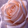 roslina.ali30