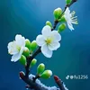 dinhthanh6886