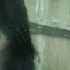 gbradaza