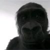 monkeyman0449