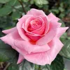 anna955165