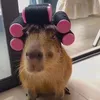 capybara_dti