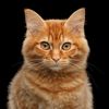 orangehousecat1