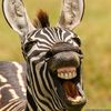 Wild Laughs