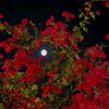 lavinia_1313_