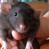 rat_the_sequelthree