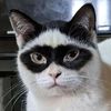 Animal Fun Facts